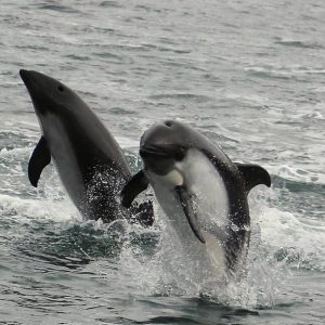 AUSTRAL DOLPHIN ROUTE